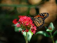 bermuda-arboretum-gardens-and-arboretums-bm