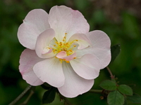 heritage-rose-gardens-and-arboretums-bm