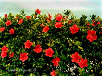 hibiscus-gardens-and-arboretums-bm